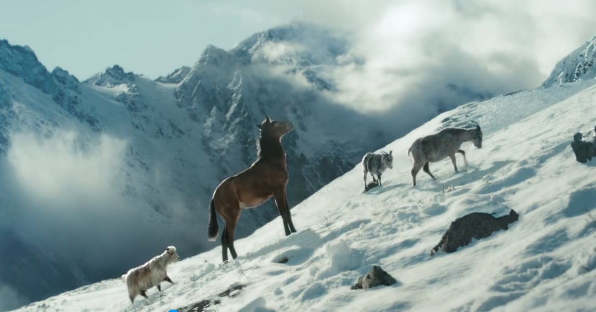 Goats and a colt in the Raised by Goats campaign