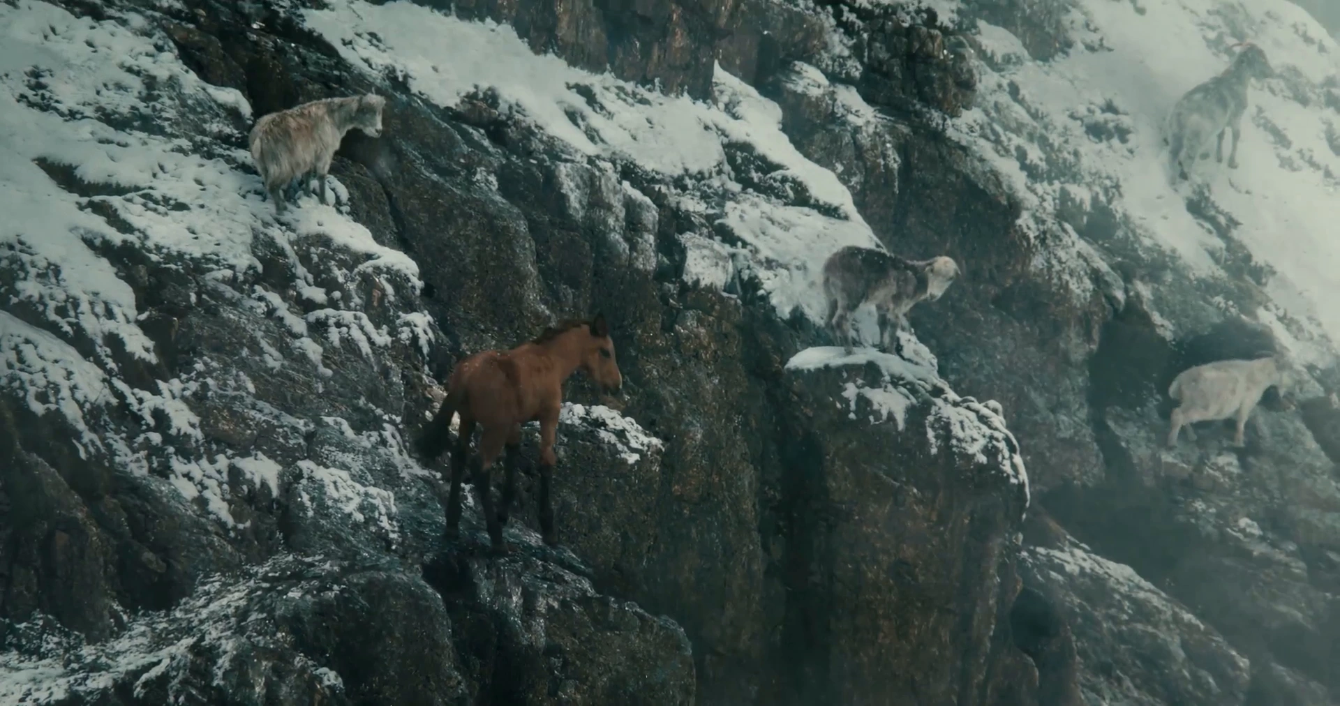 The colt follows the goats across snowy rocks.